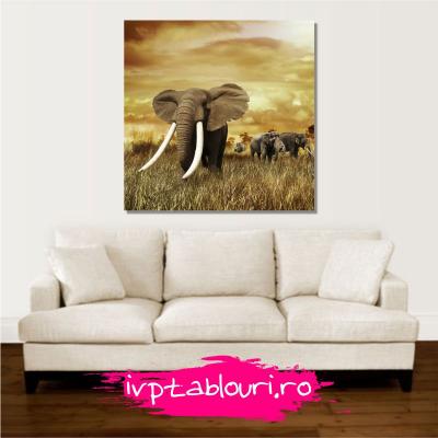 Tablou canvas animale PET108